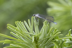 Coenagrion