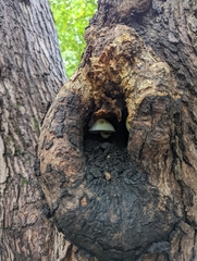 Volvariella bombycina