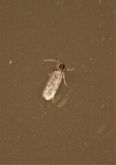 Acrolophus piger