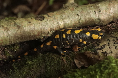Salamandra salamandra