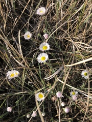 Erigeron divergens
