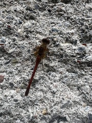 Sympetrum vicinum