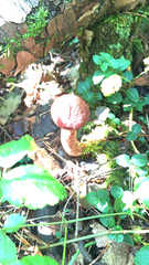 Suillus spraguei