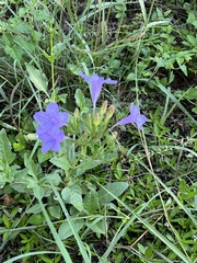 Ruellia nudiflora