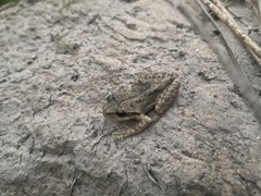 Pseudacris sierra