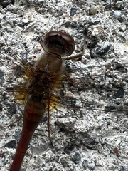 Sympetrum vicinum