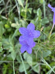 Ruellia nudiflora