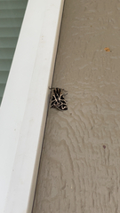 Apantesis nevadensis