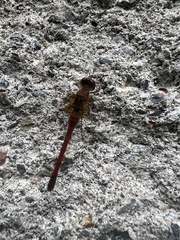 Sympetrum vicinum