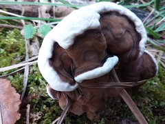 Ganoderma applanatum