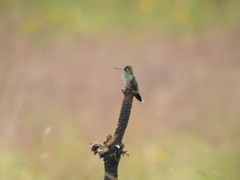 Lampornis clemenciae