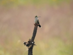 Lampornis clemenciae