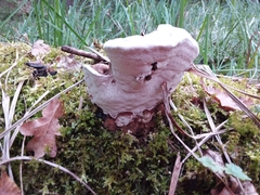 Ganoderma applanatum