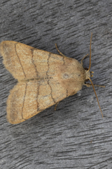 Charanyca trigrammica