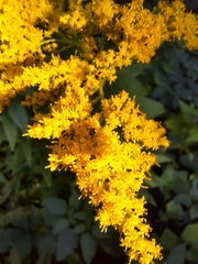 Solidago hispida