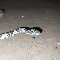 Trimorphodon paucimaculatus