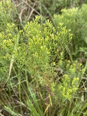 Euthamia caroliniana