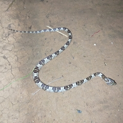 Trimorphodon paucimaculatus