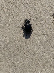Calosoma marginale