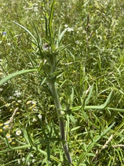 Cirsium decussatum