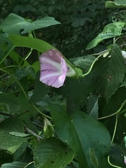Calystegia sepium spectabilis