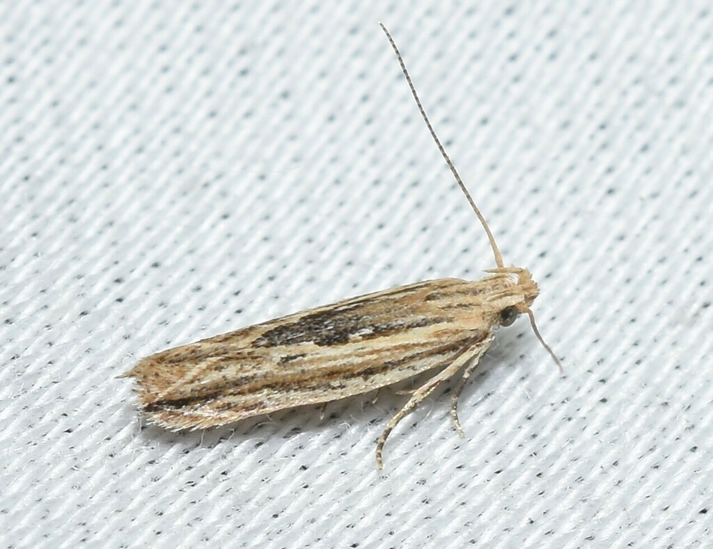 Streaked Twirler