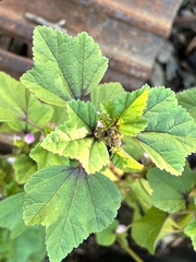 Malva sinensis
