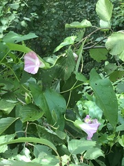 Calystegia sepium spectabilis