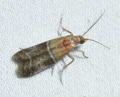 Moodna pallidostrinella