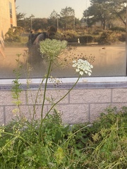 Daucus
