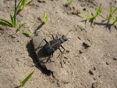 Cicindela sylvatica
