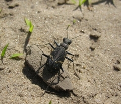 Cicindela sylvatica