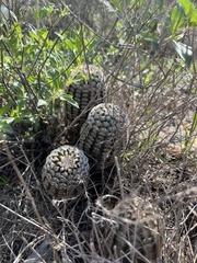 Echinocereus reichenbachii caespitosus