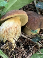 Suillus collinitus