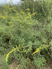 Solidago odora