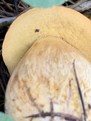 Suillus collinitus