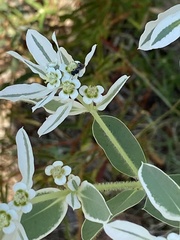 Lasioglossum fuscipenne