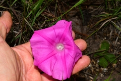 Ipomoea elongata