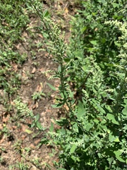 Chenopodium album