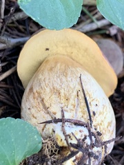 Suillus collinitus