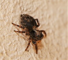 Pseudeuophrys lanigera