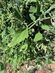 Chenopodium album