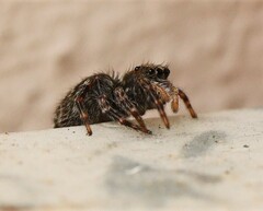 Pseudeuophrys lanigera