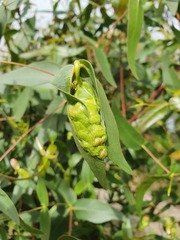 Fergusonina