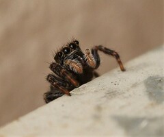 Pseudeuophrys lanigera