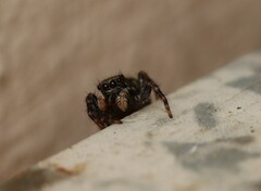 Pseudeuophrys lanigera