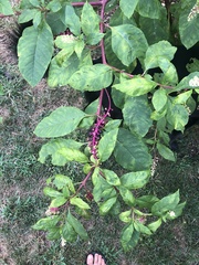 Phytolacca americana