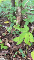 Sanicula canadensis