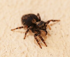 Pseudeuophrys lanigera