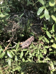 Melanoplus devastator